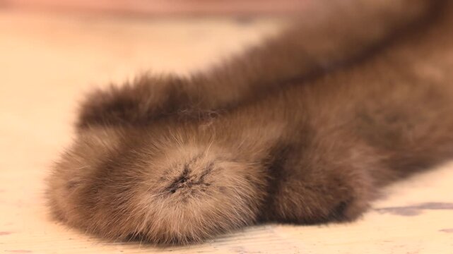 Close up of a specialized comb brushing the fur fibers of a pelt laid on a worktable. Professional craftsman prepares natural materials using traditional techniques in northern craft environments. 