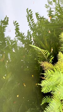 Lush Green Fern Leaves Reflecting in a Tranquil Tropical Pond