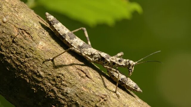 Close-up of a stick insect camouflaged on a tree branch in a natural forest setting.