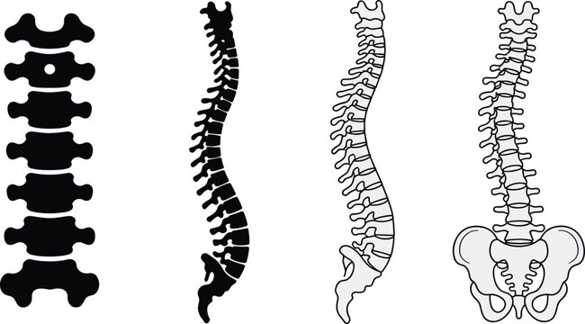 Human spine anatomy illustrations set with vertebrae details, medical skeletal system diagrams, black and white vector collection