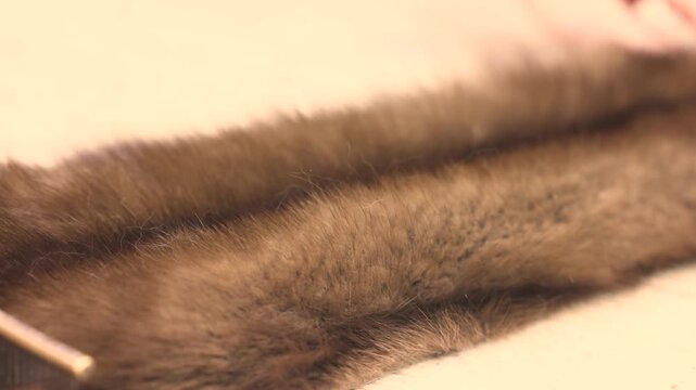 Close up view of a specialized comb brushing the fur fibers of a pelt laid on a worktable showing professional craftsman preparing natural materials in northern craft environment