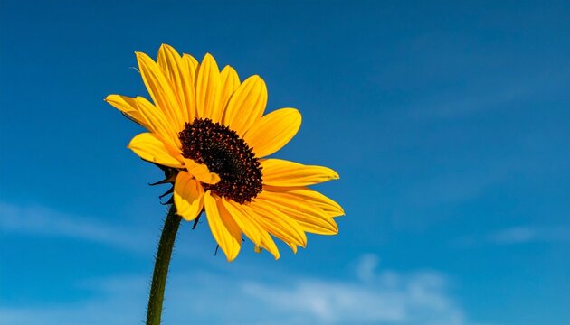 Bright Sunflower Bloom Against Clear Blue Sky