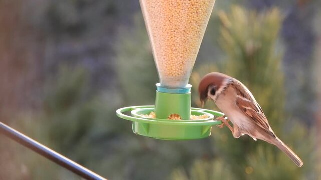 Wild bird communication - field sparrows feeding millet from a feeder on a cold sunny winter morning