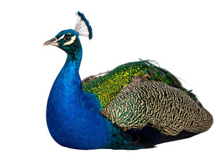 Naklejka premium Majestic peacock displaying vibrant plumage in a serene pose isolated.