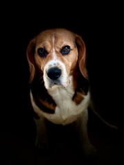 beagle dog portrait