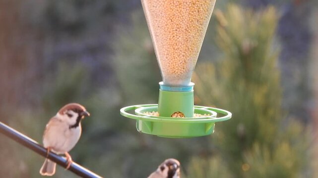 Wild birds - field sparrows peck millet from a green plastic bottle feeder on a cold sunny winter morning