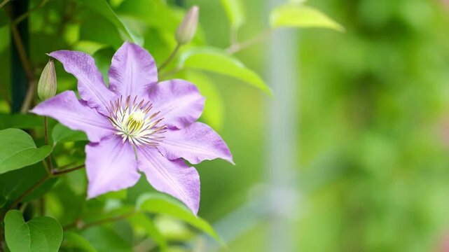 Captivating close-up of a vibrant purple clematis flower, displaying its delicate petals and intricate details, bathed in soft natural light against a blurred green garden background