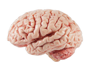 Human brain isolated on white background. Human brain anatomical model