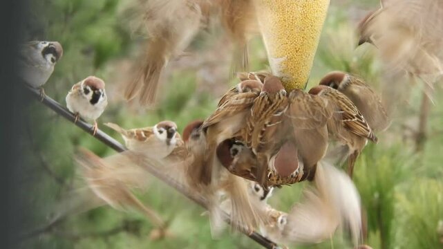 A flock of wild birds - field sparrows - fight and feed on yellow millet at a feeder made from an inverted plastic bottle on a cold, sunny winter day.