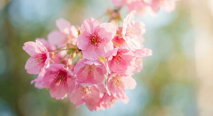 Obraz premium Vibrant pink cherry blossoms bloom in spring with soft green background and warm sunlight