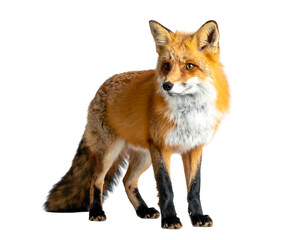Fototapeta premium A stunning red fox standing proudly against a clean white background.