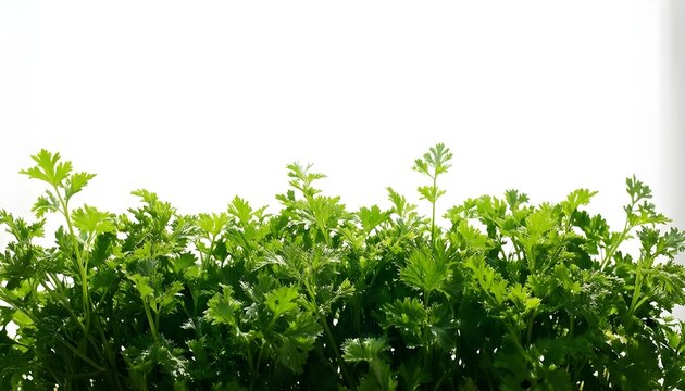 Fresh green cilantro herb leaves growing in a garden with a white background