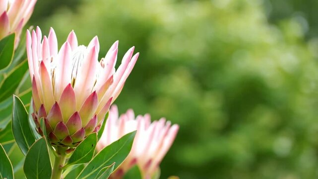 Vibrant pink and green Protea flower in bloom, showcasing its intricate petals and natural beauty against a softly blurred green botanical background