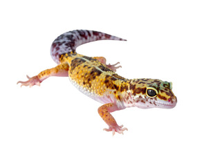 Obraz premium Leopard gecko in full view showcasing vibrant colors and patterns against white background.