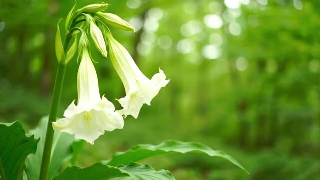 Elegant white bellflowers blooming gracefully in a lush, vibrant green forest, bathed in soft, natural sunlight, symbolizing purity and the serene beauty of untouched nature