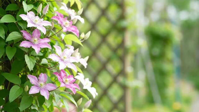 Vibrant purple and white clematis blossoms elegantly adorning a garden trellis, capturing the serene charm and fresh bloom of a spring day