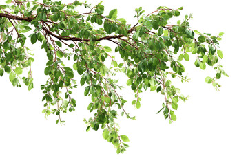 Large spreading branch with many small green leaves creating dense canopy effect isolated on transparent background for architectural visualization and realistic forest landscape compositions