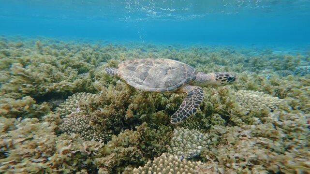 Green Sea Turtle Swimming in Shallow Coral Reef in clear sea water