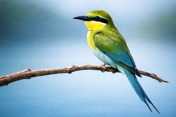 Fototapeta premium Vibrant green bee eater perched on branch against soft blue background