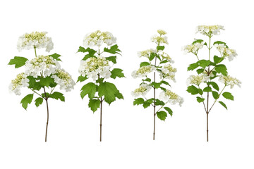 Obraz premium White Hydrangea Flower Branches Collection