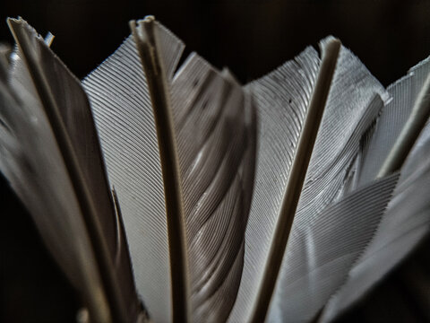 close up of shuttlecock feather
