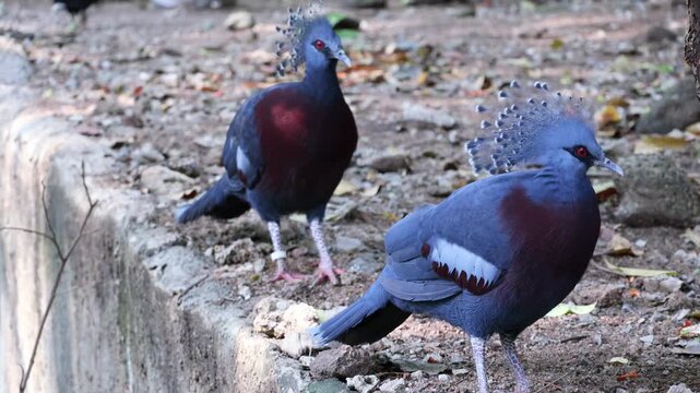 Footage of Two Gorgeous Victoria Crowned Pigeons Relaxing on the Ground