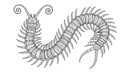 Intricate Zentangle Centipede Vector Illustration