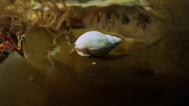 Whelk (Buccinum undatum) Crawling on Sandy Seabed in Cold Water