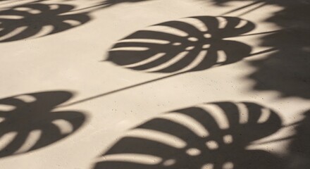 Monstera leaf shadows on a neutral surface background with sunlight patterns