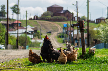 Southern Urals, Kaga village: a rooster with chickens on a village street near a water pump. © Eugene