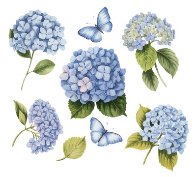 Elegant hydrangea blossoms with soft blue petals and fluttering butterflies in vintage botanical style.Elegant hydrangea blossoms with soft blue petals and fluttering butterflies in vintage botanical 