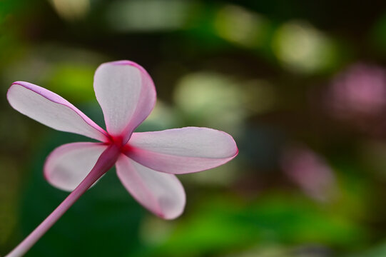 Close-up picture  of Pink Kopsia or Kopsia Fructicosa flower highlighting the distinct pink petals with a bright red center.