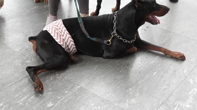Doberman Lying on Floor &ndash; Pet Lifestyle Indoor Video