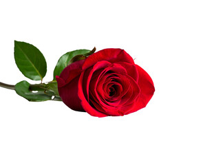 A vibrant red rose a symbol of love and beauty isolated on white background.