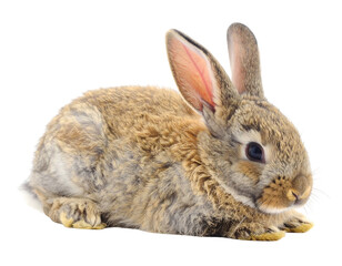 Adorable brown rabbit sitting focused on the main subject isolated on white background.