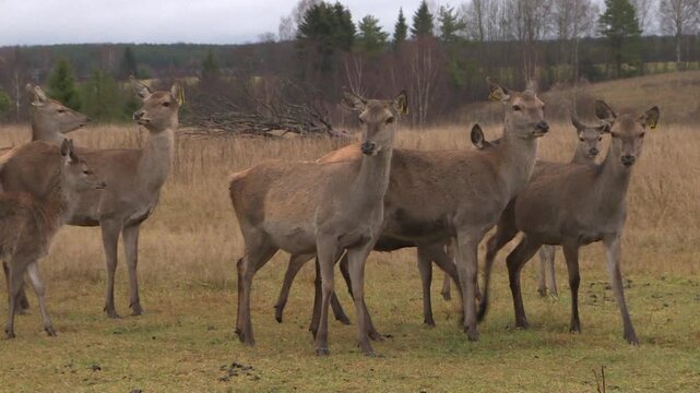 A reindeer farm grazing in an open field. Deer breeding as a source of meat and medicines.