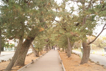 松林を通る木製遊歩道の景色の写真