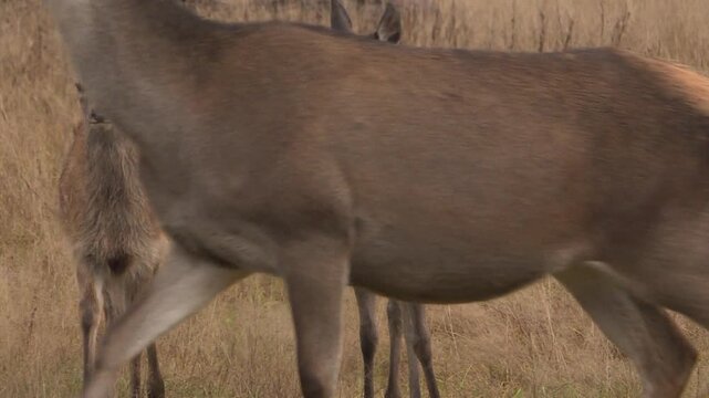 A reindeer farm grazing in an open field. Deer breeding as a source of meat and medicines.