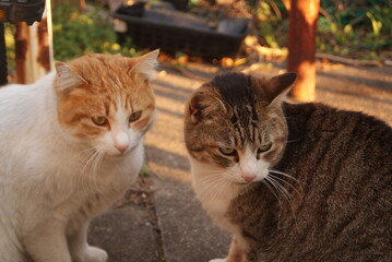 庭の一角でくつろぐ二匹の猫たち © Naoto Iwashita