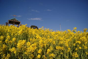 青空の下に広がる黄色い菜の花畑