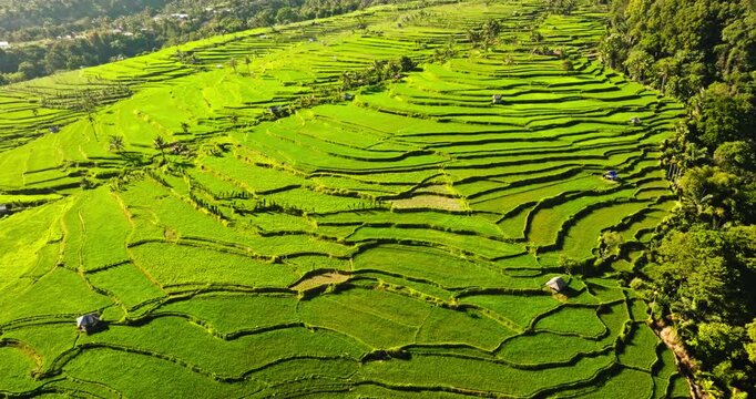 Lush green rice terraces covering mountain slopes in Senaru, Lombok, creating an intricate agricultural landscape under bright sunlight, traditional farming and natural beauty. Aerial flight panorama