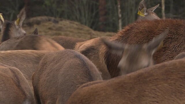 A reindeer farm grazing in an open field. Deer breeding as a source of meat and medicines.