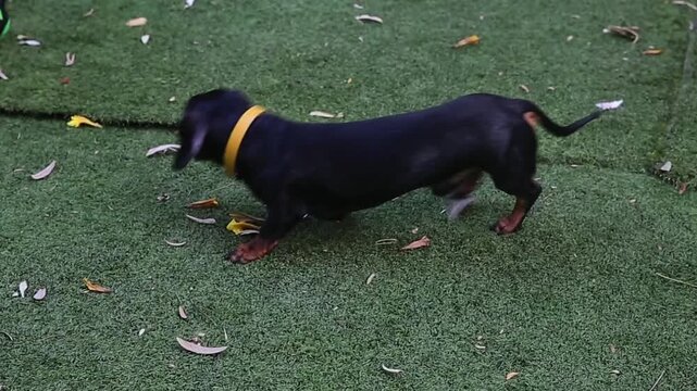 Cute dachshund walking on green grass, playful small dog outdoor video