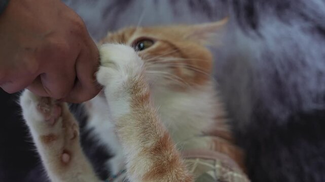 Cute orange cat playfully biting card in funny close-up pet video