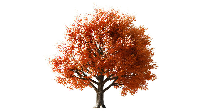 An artistic autumn tree illustration featuring orange leaves and seasonal foliage on a branch, isolated on a white background for nature design
