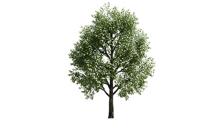 A single tall green oak tree with lush spring foliage and a natural wood trunk stands isolated on a white background as a symbol of life and ecology in nature © Mdsharaf