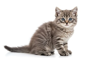 Obraz premium Cute gray kitten sitting calmly with bright blue eyes looking forward
