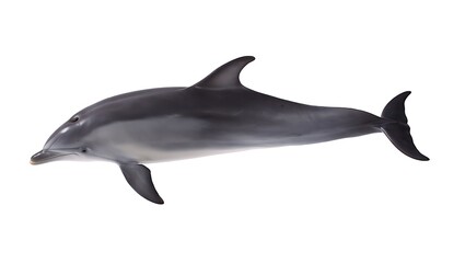Fototapeta premium Realistic Dolphin Swimming Gracefully in Natural Pose