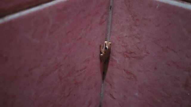 Close up macro shot of a tiny light brown tree frog resting quietly and clinging vertically to the grout line in the corner of a pink tiled wall