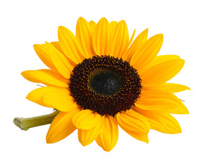 Vibrant sunflower in full bloom against a clean white background.